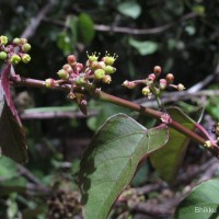 Cissus lonchiphylla Thwaites